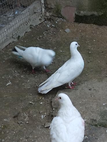 Satilir qusdar 2si baladi ucurtmali qalanlari yeke ucan qusdardi