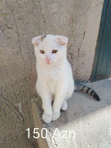 Şotland, Erkək, Dişi, Yaxşı əllərə, Ünvandan götürmə