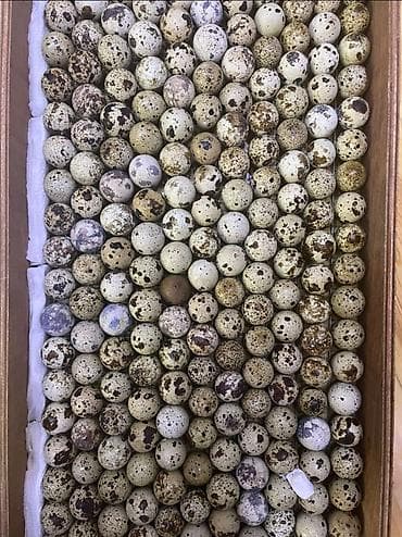 Keçilər, çəpişlər: Məhsul: Bildircinlər və bildircin yumurtaları Təsvir: - Ağ və — 4