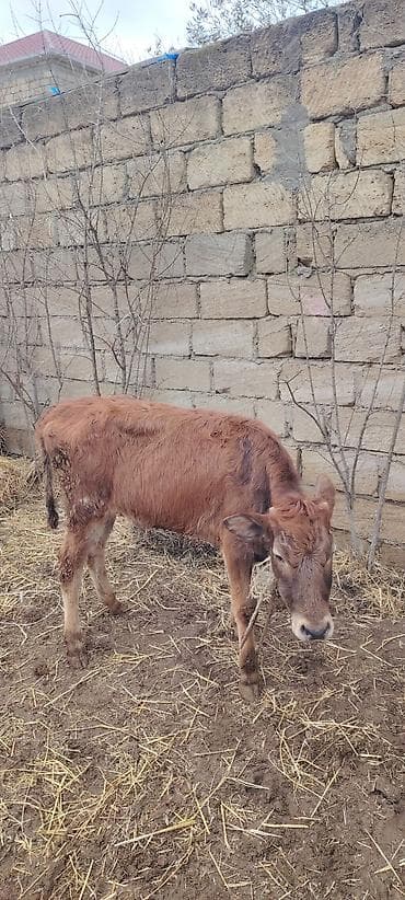 Salam super saxlamali dana — 2