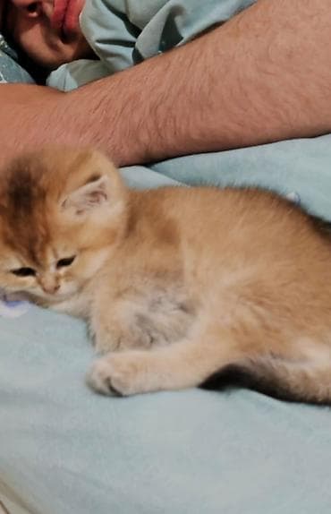 pişiy adları: Şotland — 4