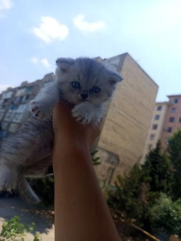 heyvan: Şinşilla, Erkək, Yaxşı əllərə, Ünvandan götürmə, Ödənişli çatdırılma — 2
