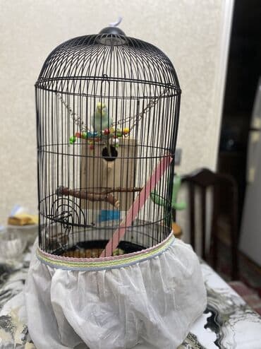 peleng sekili: Məhsul: Tutquş (bxy) üçün tam komplekt qəfəs seti Təsvir: - Dairəvi — 3