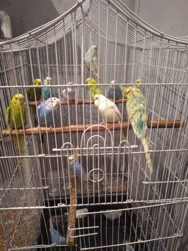 купить хамелеона в баку: 20 eded papuqay qefesle birlikde 200 manat su qabi yem qabida var — 4