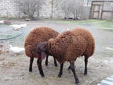 Eşşəklər: Quzu, Erkək, Qala, ay: 1, Damazlıq — 8