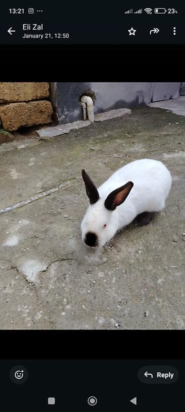 chappi it yemi: Əsl Kaliforniya sortudur — 3