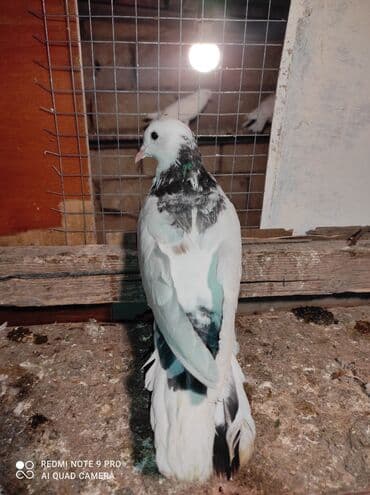 Nissan: Qiyməti danışmaq olar . 1,2 çi şəkildəkiler mayadi 3 cu şəkildəki — 3