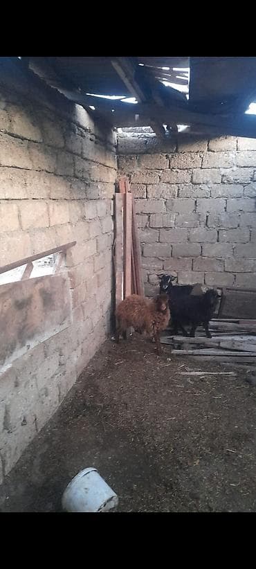 qoyun keci: Qoyun və keçi - Növ: xırdabuynuzlu heyvanlar – 1 ədəd qoyun (qəhvəyi — 1