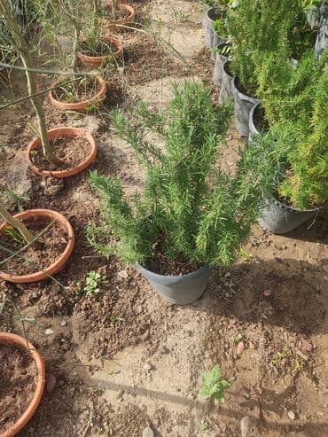 üzüm ağacı: Dekorativ ağaclar gül çiçək qazon torf torpaq ağdaşlar satşi ağacların — 10