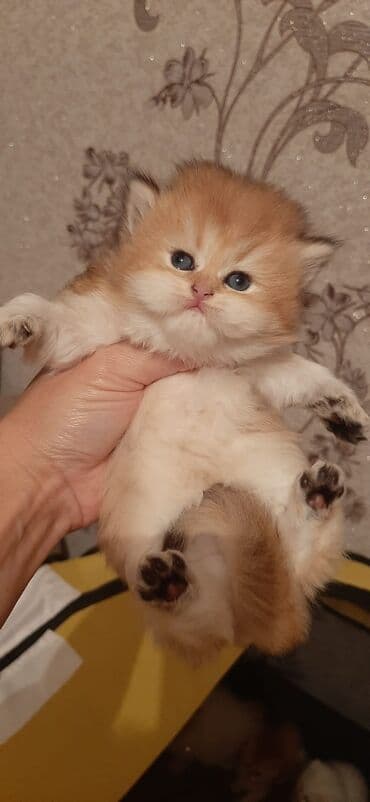 в добрые руки котята: Dişi uzuntük gold — 1