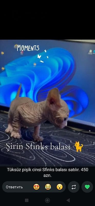 Sfinks
