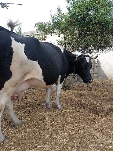 balalı inək: 3qarınadi bugün doğub super heyvandı 10 litr bulama sağmısam heyvan — 1