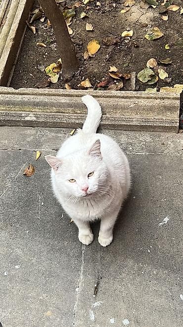 ağ pişiklər: Erkək, Yaxşı əllərə, Pulsuz çatdırılma — 7