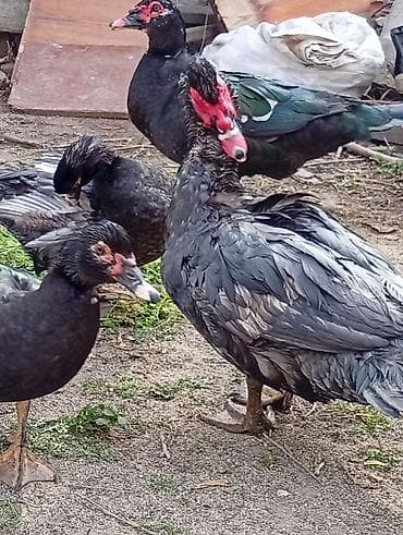 ordekler: Muscovy ördəkləri (barbarı/indo-ördəklər) – təsərrüfat üçün məhsuldar — 2