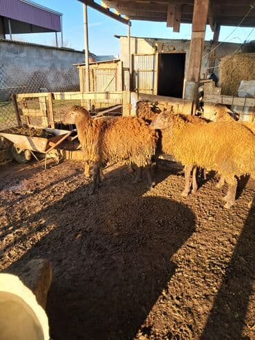 qoyun şəkli: Ətlik quzular diri çəkisi 9 m Biləsuvarda əlaqə — 9