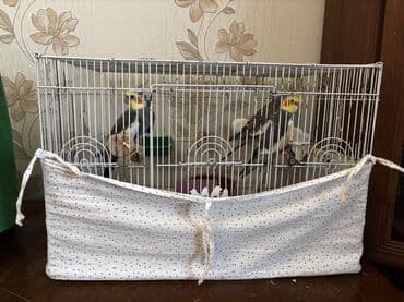 K/t heyvanları və malları: BARTER OLUNUR Erkəydi Başı çıxan Tükünnen ve tükünün renginnen bilir — 4