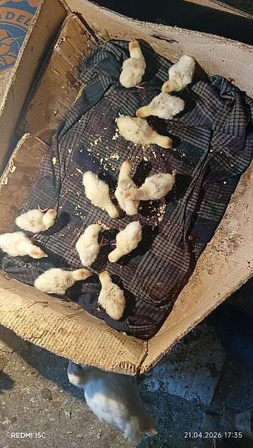 hinduska satilir: Самец, Amerika, Для мяса, Самовывоз — 5