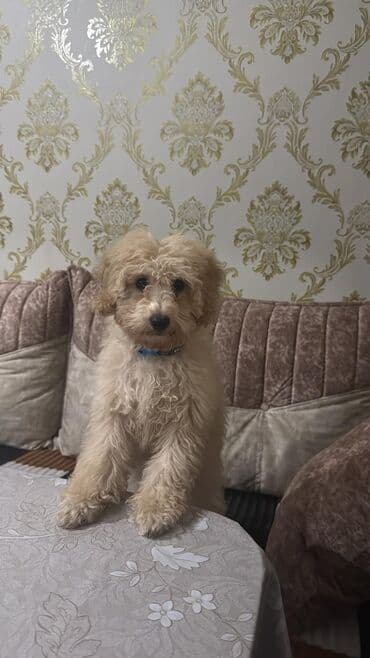 сколько стоит щенок акита ину: Пудель, 8 месяцев, Самка, С родословной, Самовывоз, Бесплатная доставка — 1