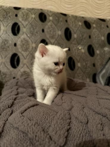 ag pisik sekilleri: Dişi — 7