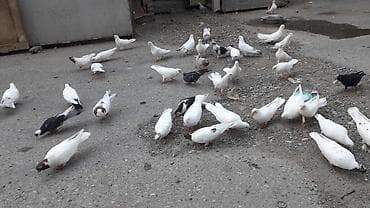 qus adlari: Ev göyərçinləri – müxtəlif rəng və naxışlarda - Növ: ev/ozuq — 2
