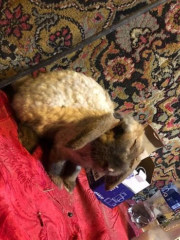 dovsan: Mini lop ev dovşanları 1 ədədi 25 m erkekdilər - Növ: Mini lop (aşağı — 6