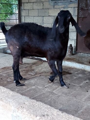 sudlu kecilər: 3üdə bir yerdə satılır, 1 erkəy 2 dişi marağlanan yaza bilər — 10