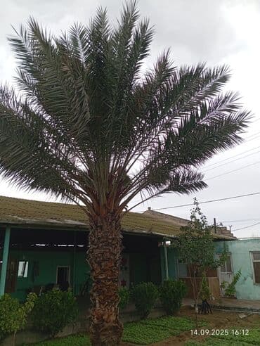 palma agaci satilir: Xurma palmı – həyət/bağ üçün dekorativ iri ağac - Növ: xurma (xurma — 1