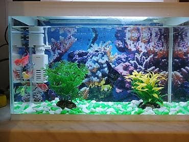 Dördbucaq akvarium, Balıqlarla birlikdə, 15 l — 3