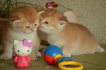 pisik yemi: Открыта бронь на британских котят окраса. Котята чистокровные, оба — 3