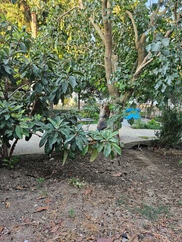 Həyət evləri və villaların satışı: Buzovna 1 otaqlı, 1 kv. m — 5