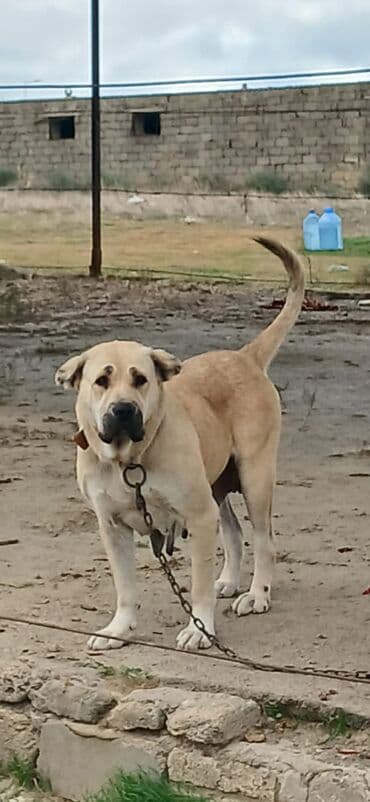 İtlər: Qurdbasar, 3 il, Dişi, Peyvəndli, Ödənişli çatdırılma — 3