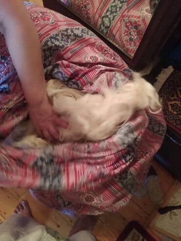 yun destler: Uzun yuyulmus yun(Yorgana, doseye ve herseye yariyan yun) Istifade — 5