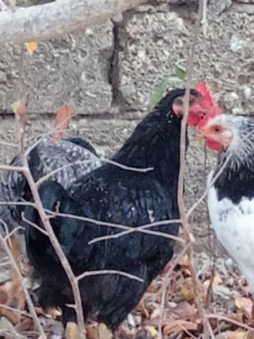 Toyuq, Ətlik lalafo.az -da Toyuq, Ətlik