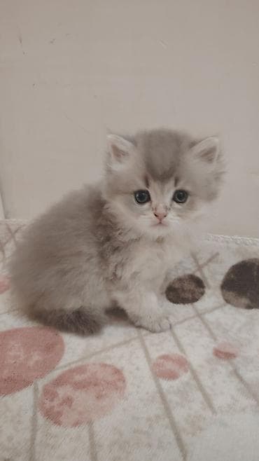 scotland pisik: Şinşilla, Yaxşı əllərə — 6