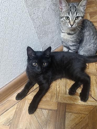 qara rəng: Dişi, Yaxşı əllərə — 7