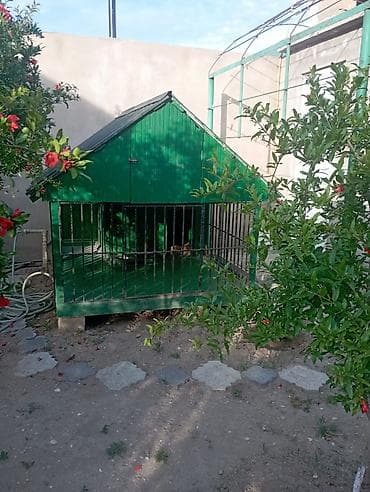 satılan itler: 1 ildir alınıb 6 ay istifadə olunub it artıq olmadığı üçün satılır 650 — 1