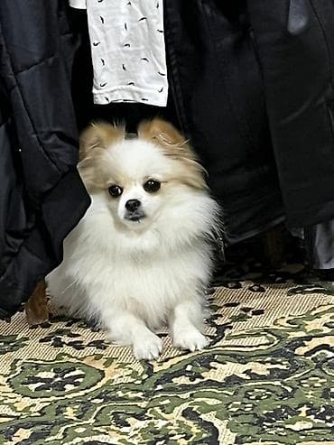 avcarka satisi: Şpitz, 1 il — 4