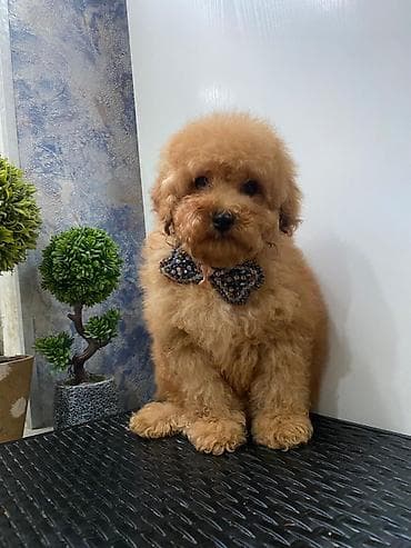 itlər pitbul: Pudel, 2 ay, Dişi, Peyvəndli, Ünvandan götürmə — 1