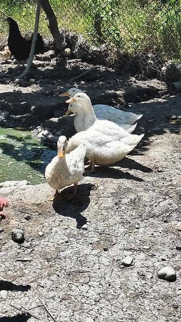hinduşka əti qiyməti: Ağ Pekin (bolqar) ördəkləri satılır. Biri 15 manatdan 18 ədəd — 6