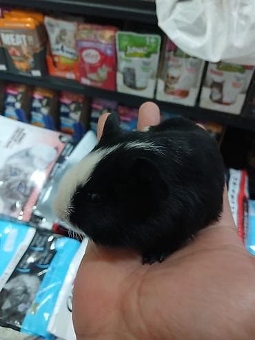 qaz satilir: Dəniz donuz( marskoy svinka) balaları satılır. Ailə mühitinə — 4