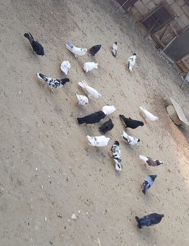 cuce ve xoruz: Quşlar satılr @sarayli_qusbaz_agaselim — 10