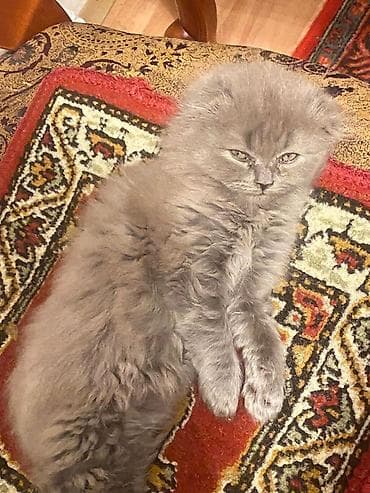 pişik tualet: Şotland uzun tüklü — 4