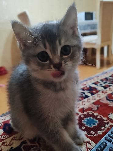 qurdbasar balaları: Britan, Dişi, Yaxşı əllərə, Ünvandan götürmə — 8