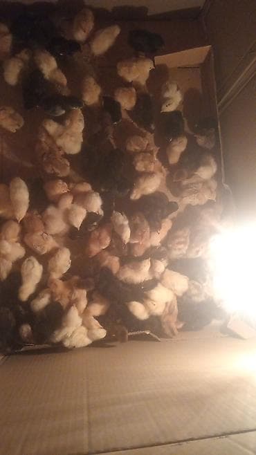 Цыплята: Куриные цыплята, Для мяса — 1