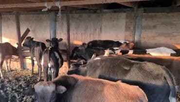 arpa toxumu satışı: Satışda: 18 dana,5 erkek 13 diwi.8,9 ayliq danalardi — 1