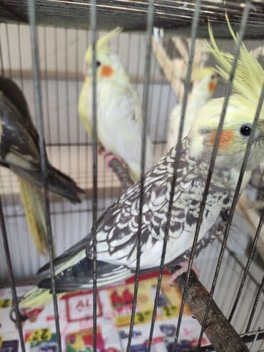 попугай жако купить в баку: Qəfəs quslar — 15