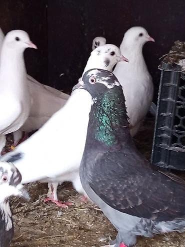 пудель в добрые руки: Məhsul: Ev göyərçinləri sürüsü Təsvir: Çox yaxşı uçan saatlıq — 2