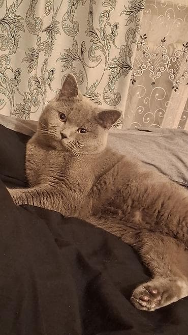 pişikler: Britan, Erkək, Yaxşı əllərə, Pulsuz çatdırılma — 5