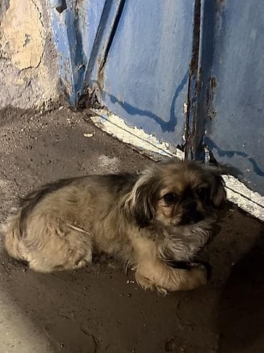 it satislari: Pekines, 2 ay, Dişi — 3