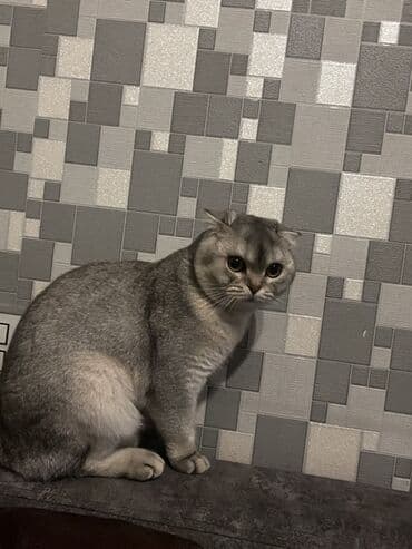 İtlər: Şotland yastı qulaq — 1